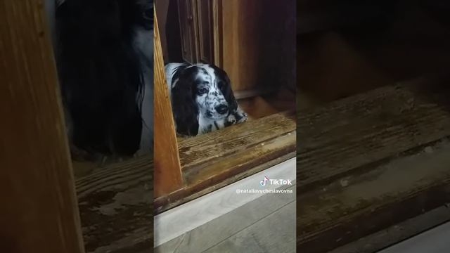 Не пойду в спортзал...)))