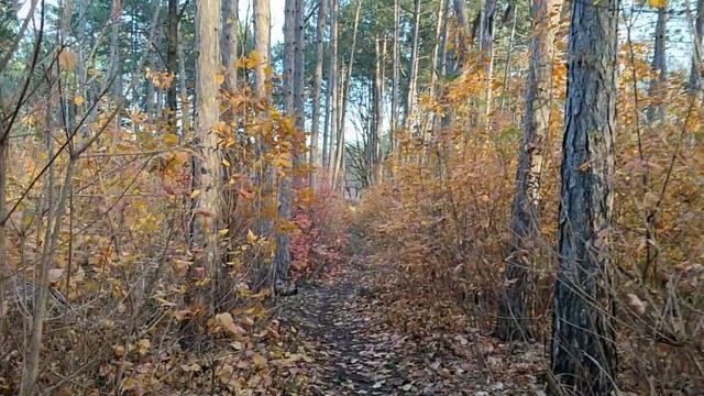 Прогулка по сосновому бору, 20 ноября