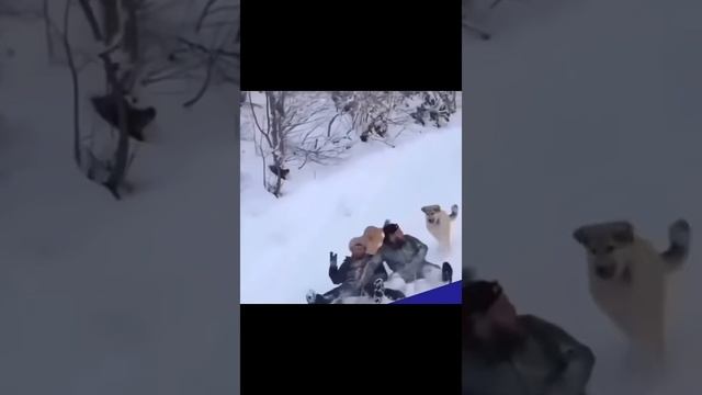 Зима совсем близко #смешныевидео#шортсы #прикол #весело #смешные животные #веселье #животные #собаки