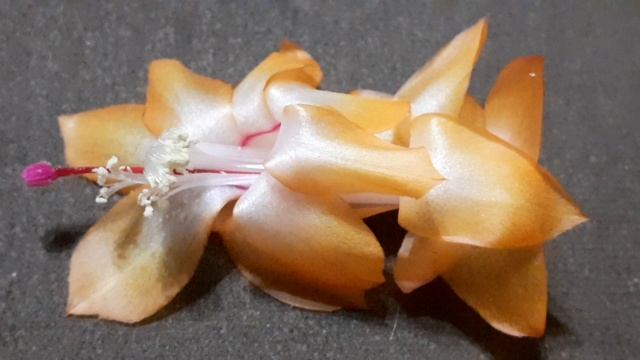шлюмбергера TEA ROSE