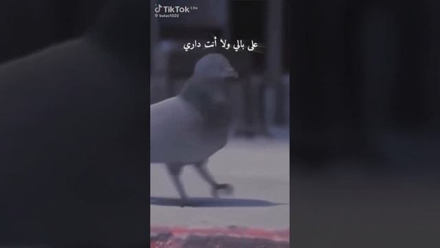 голуби танцуют