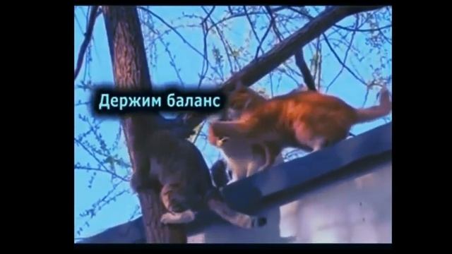 Как японские коты спускаются с дерева)))