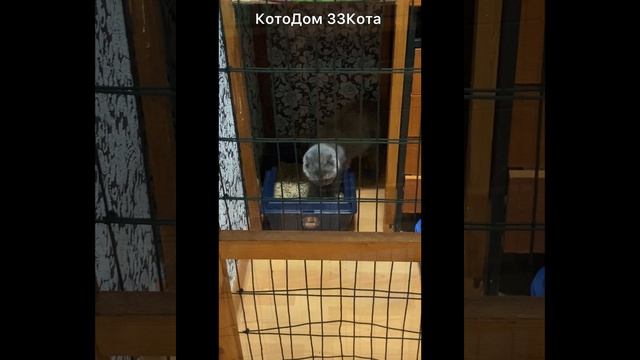 Маркиза. Независимая, деловая, разговорчивая. Поначалу недотрога, но в действительности любит ласку😊