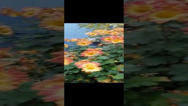 Анапа жк Времена года