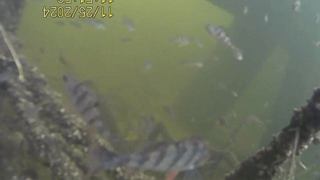 1000033593.mp4Волга гл.4м.25.11.2024г.