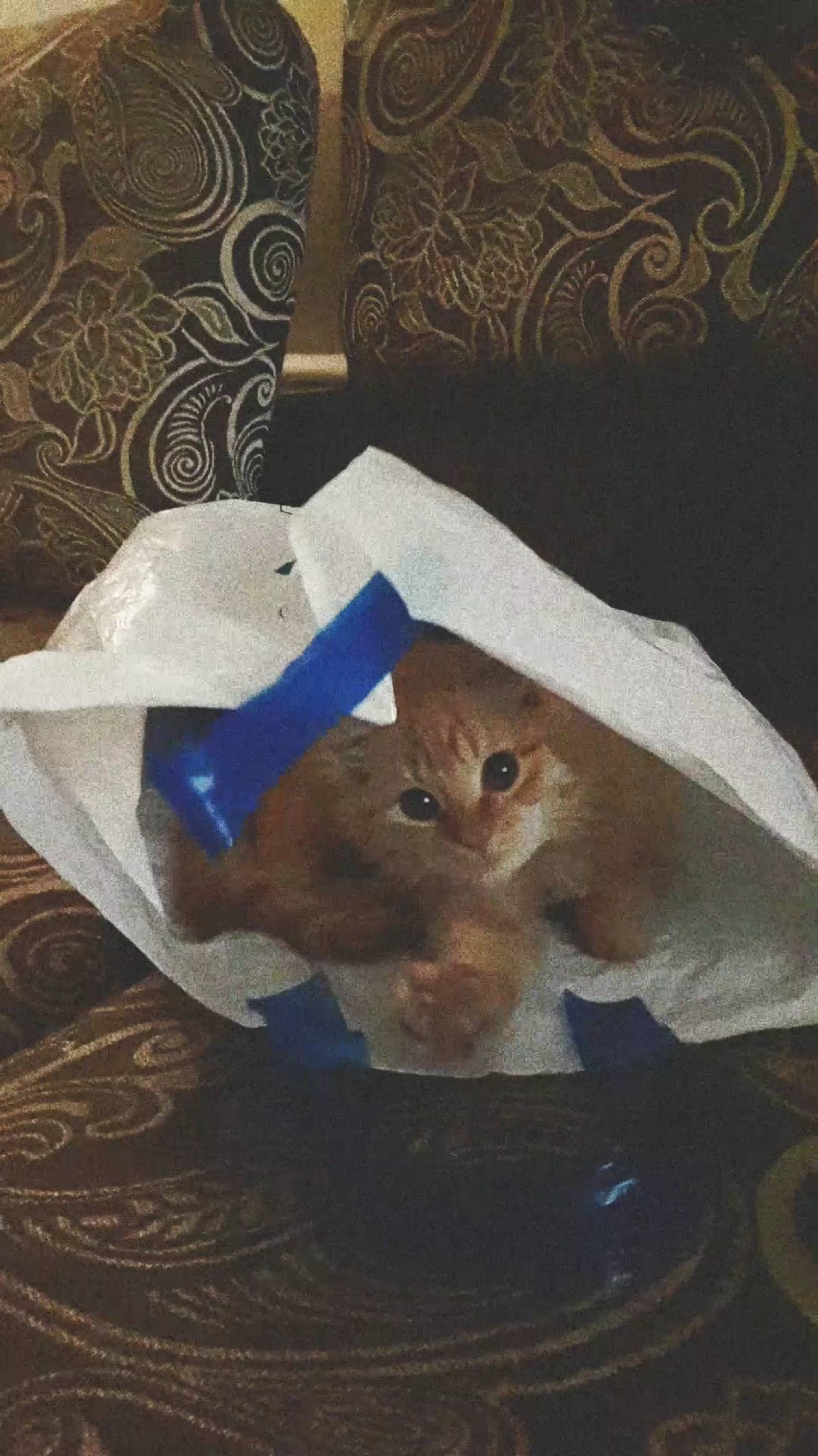 😺 Смешные КОТИКИ. Как мой котенок собрался со мной в магазин