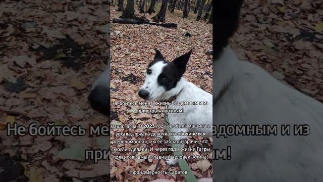 Гагра стала домашней