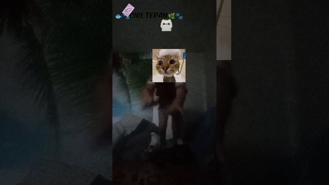 lv_0_20241125084348.mp4