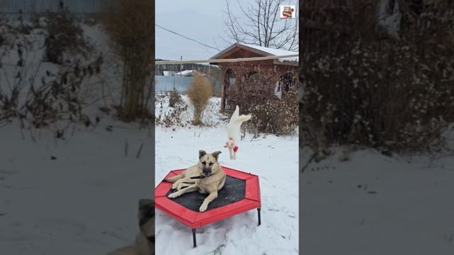 Настюня будет дарить Баксику свой свет даже когда её рядом нет 💫🌞😽❤️🐶