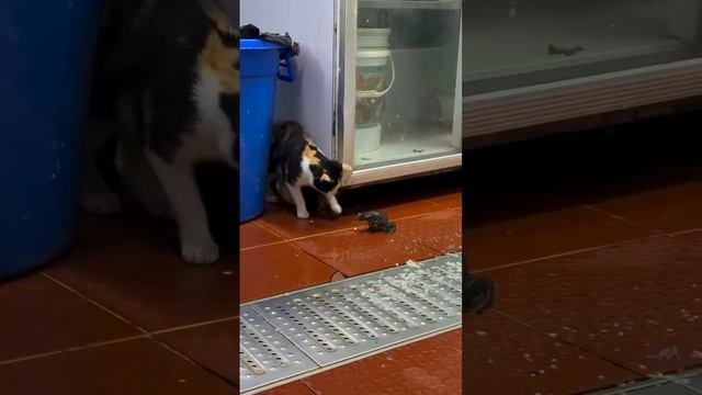 VID_20241125_215351_141.mp4