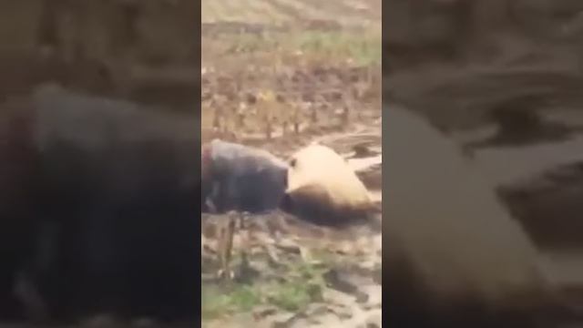 Совсем пьяный Дед Мороз с мешком подарков.  Юмор.
