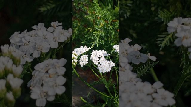 чудесные цветы