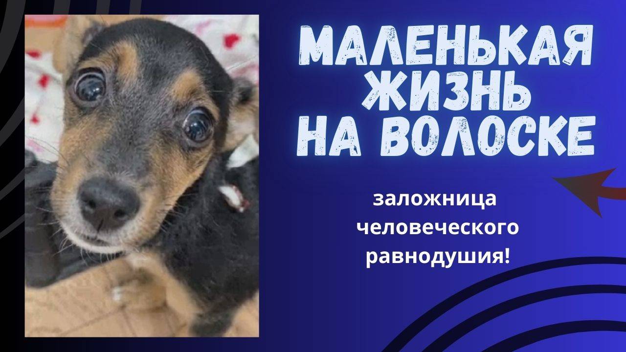 Маленькая жизнь на волоске