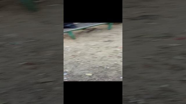 Генка и Тимоша