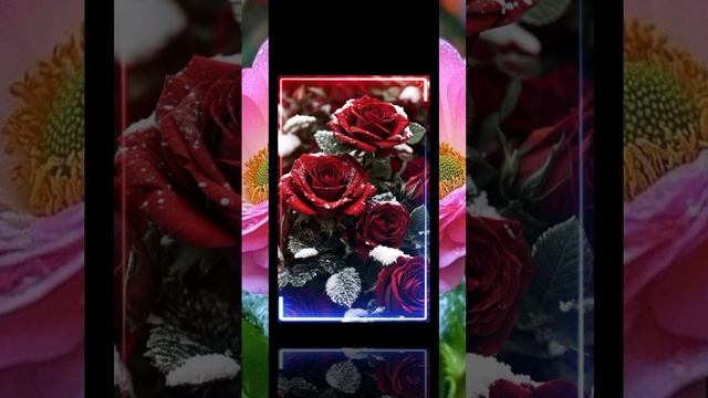 1000032472.mp4Красивые цветы 🌹🌷🌹🌷🌹🌷🌹🌷🌹🌷🌹