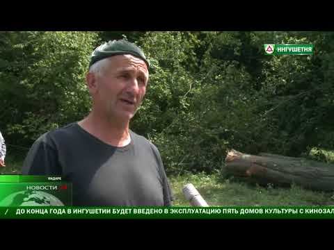 Незаконная вырубка леса наказуема