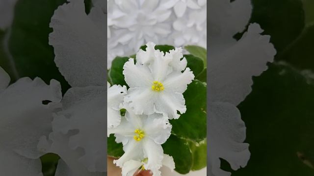 Фиалка ЛИС-Поиграй Снежинками