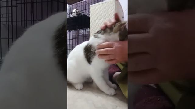 07 04 Лесик  Невероятно ласковый