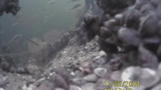 1000033547.mp4Волга гл 5м.25.11 2024г.
