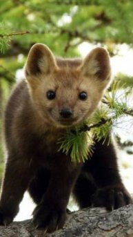 Гоп-стоп...
Улыбнуло? Поддержи Автора:
2200030542971701