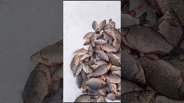 рыбалка, озеро Чаны