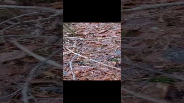 Рядовки серые штриховатые. Грибы Петушки.