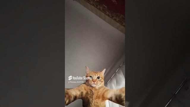 Кот или собака