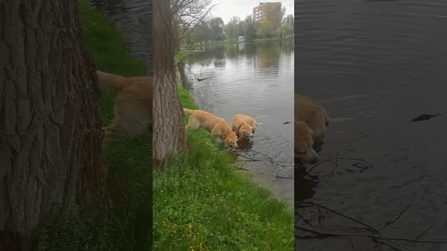 Два бобра чистят озеро