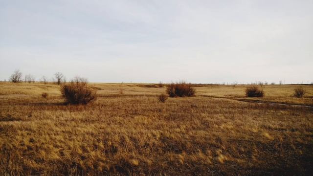 Стихи Пустыня Ирина Нармонтене Авторское чтение 📖