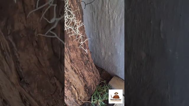 Самодельный декор для сада и дачи из дерева