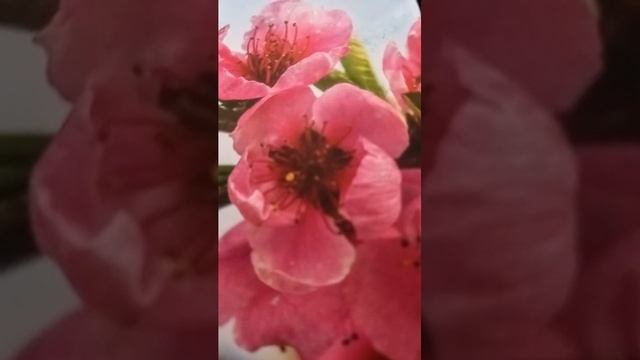 Как выбрать мужа, рассказывает Хакимов, семья, любовь, отношения, брак