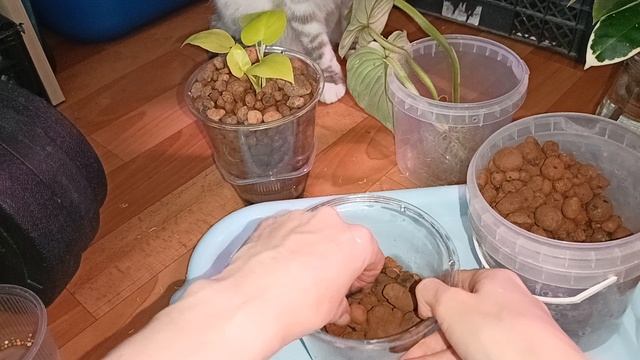 комнатные растения: посадка Мамей филодендрон 🤗🪴🪴🪴🪴🪴🪴🪴🪴🪴🪴🤗🤗🤗🤗🪴🪴🪴🪴🪴🪴🪴🪴🪴🪴🪴🪴