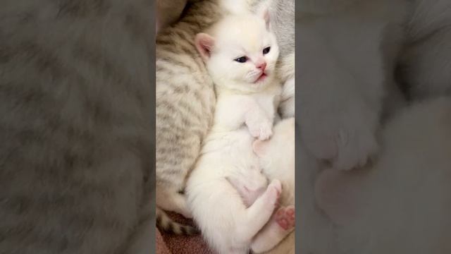 Котятам кошки Кайли 20 дней.