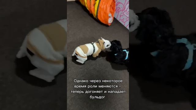 Хорошая игра подростков