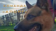 Дрессировка овчарки. Команда «апорт».