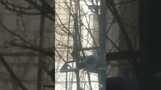 А рябина. Татьяна Ярош-Агапитова.