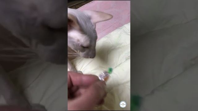 отработка команды апорт