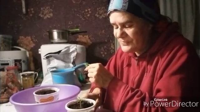 Купила молоко / Я голова садовая.