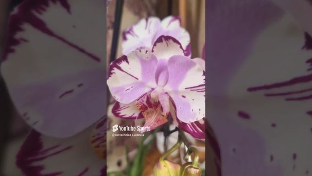 Через 3 года после полного восстановления зацвела моя орхидея Мейджик Арт ❤️