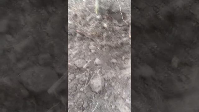 Огромный шурф монет серебра Орды #shortsfeed #история #metaldetecting