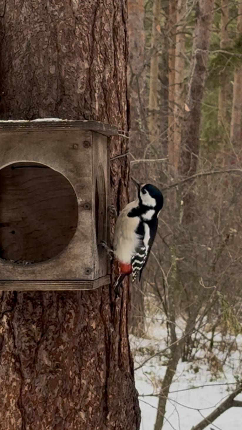 Большой пестрый дятел 
#птицы #природа #birdtherapy #бердвотчер #бердвочер #асмр #зима #asmr