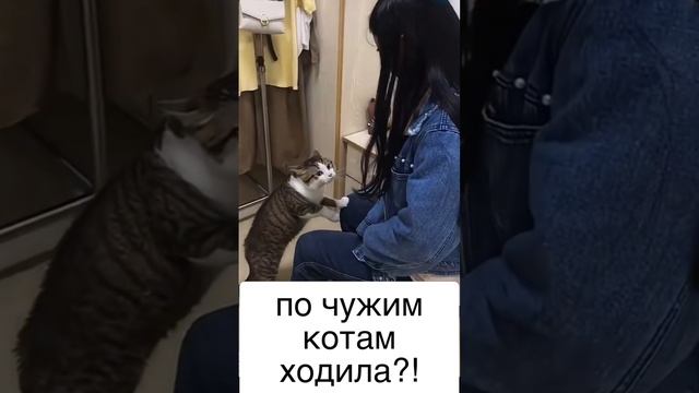 возмущенный кот