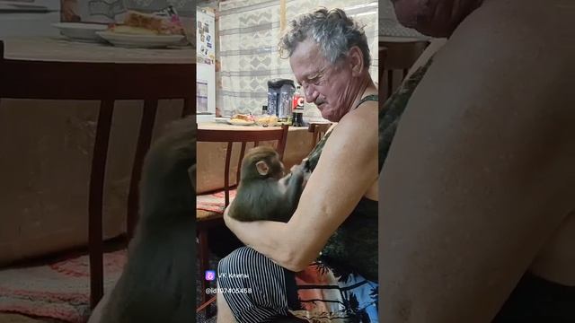 Макака резус играет