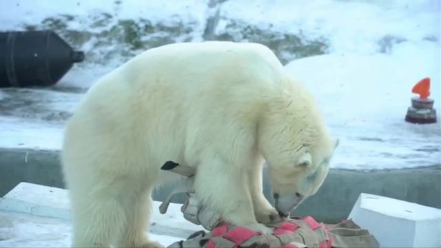 🐻❄️В Московском зоопарке белая медведица Айка празднует День Рождения — ей исполнилось 4 года!🐻❄️