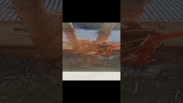 лесорубы спиливают дерево