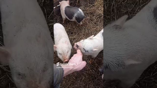 Вьетнамские грызуны