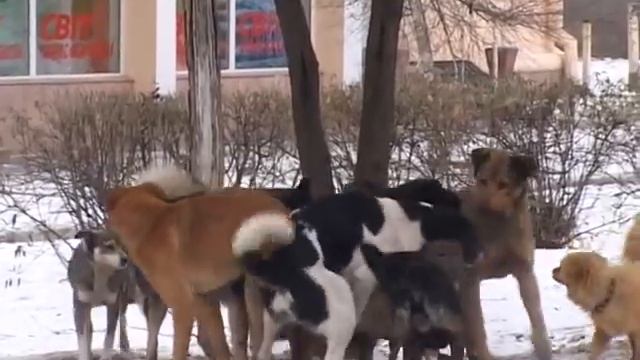 Собачья свадьба в День Святого Валентина. Агрессивное поведение стаи собак в брачный период.