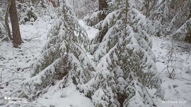 Вятский сказочный лес после снегопада.26.11.24 г.