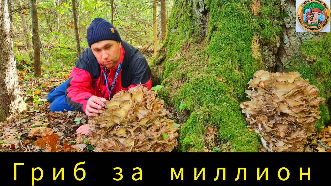 Белые Грибы В Ураган Гриб Баран Или Грифола Курчавая Осень В Лесу