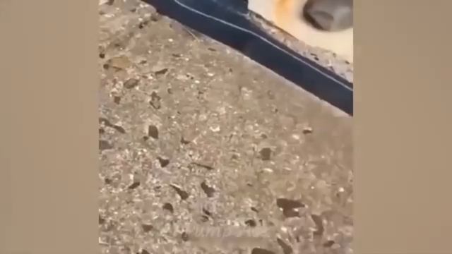Смешные животные
